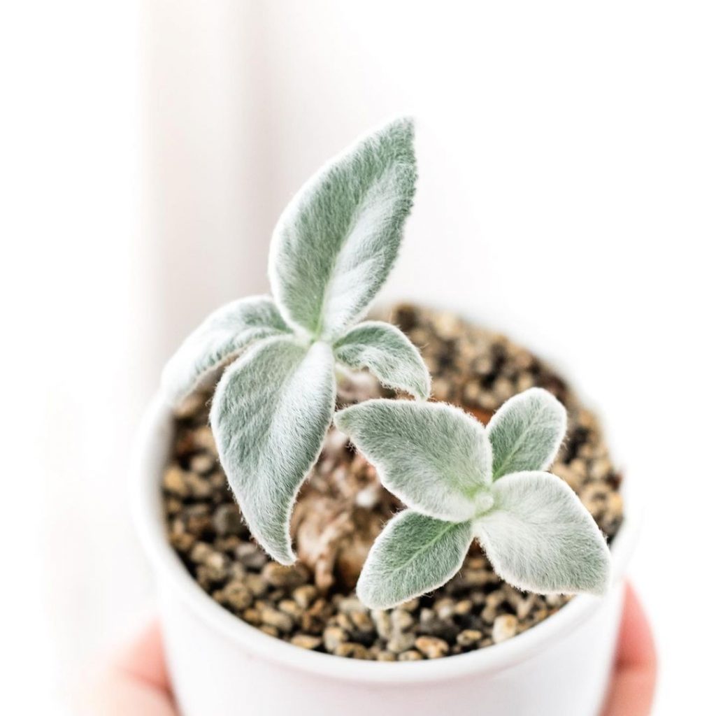 Brazilian Edelweiss