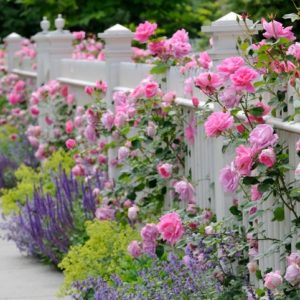 Kako da ruže cvetaju celo leto; prelepe roze ruže koje rastu oko drvene bele ograde