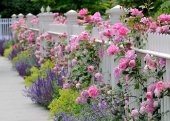 Kako da ruže cvetaju celo leto; prelepe roze ruže koje rastu oko drvene bele ograde