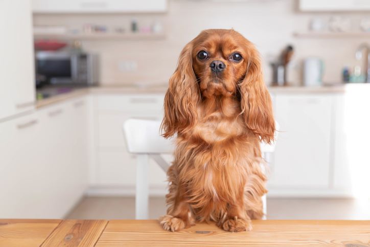 Koje namirnice su zabranjene za pse: Mogu biti jako opasne