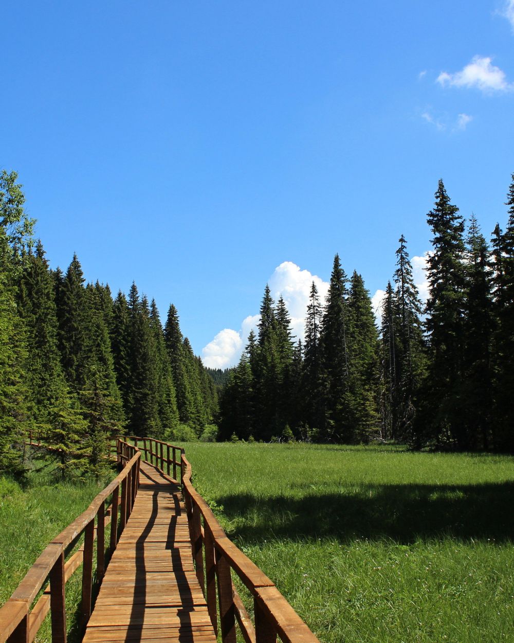 Forest bathing Kopaonik