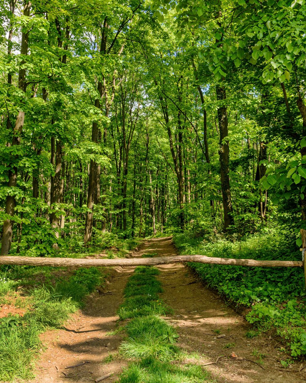 Forest bathing u Srbiji 