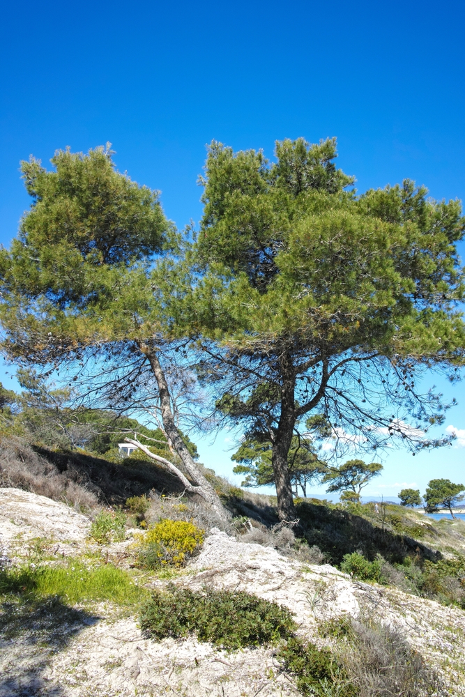 Karidi plaža na Sitoniji sa nestvarno plavim morem