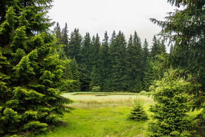 Weekend vodič: Obilazimo planinu Golija – skriveni dragulj Srbije za ljubitelje prirode i mira