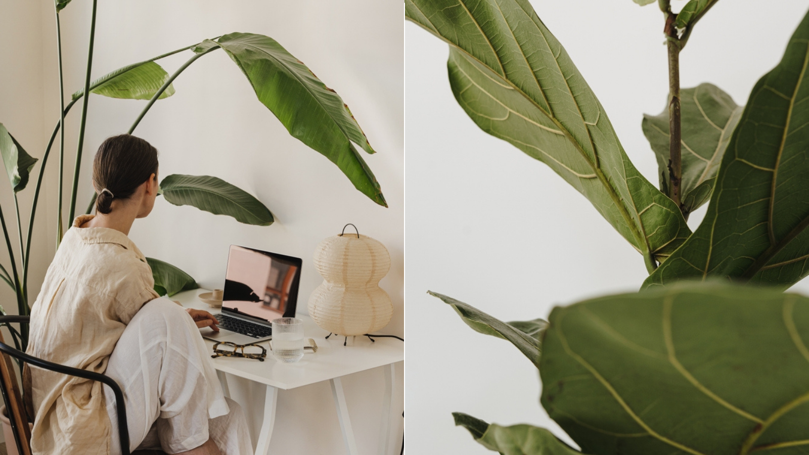 10 najotpornijih sobnih biljaka za zauzete, zaboravne ili početnike