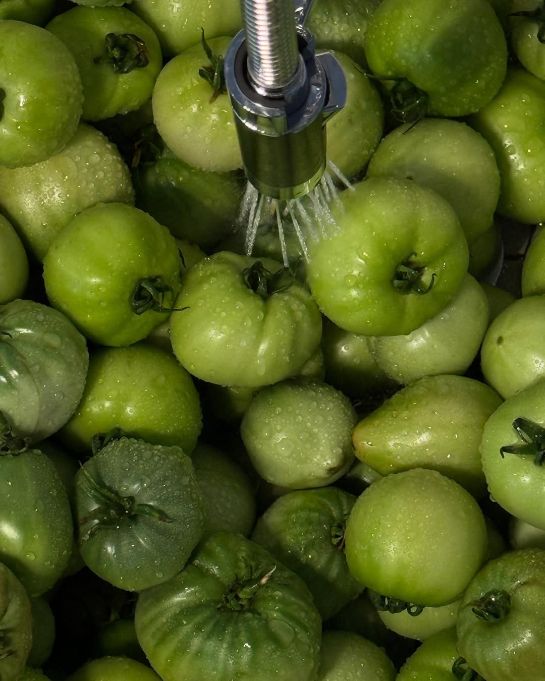 Kako se pravi zimnica