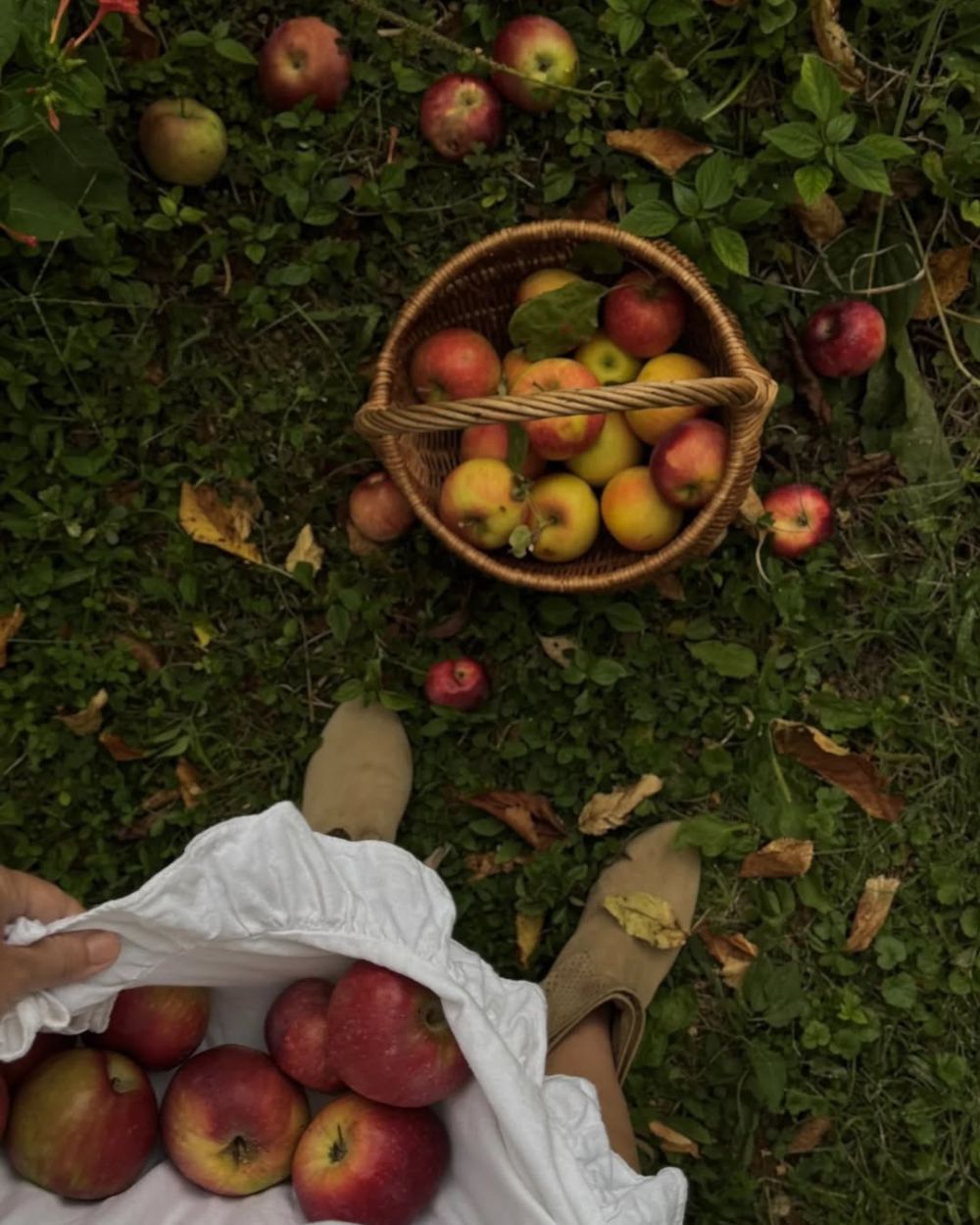 Domaći pekmez od jabuka