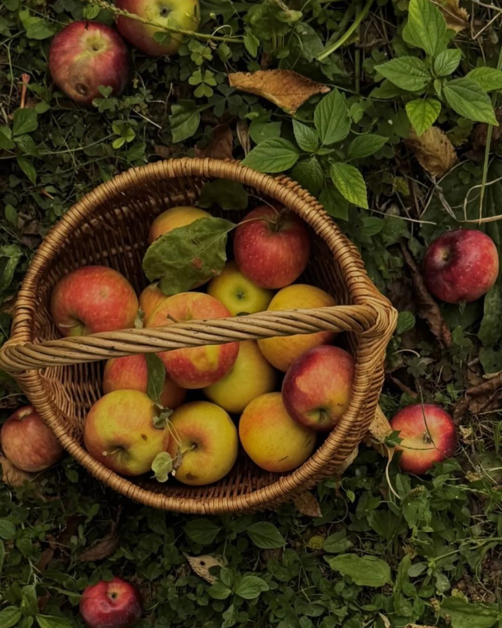 Domaći pekmez od jabuka