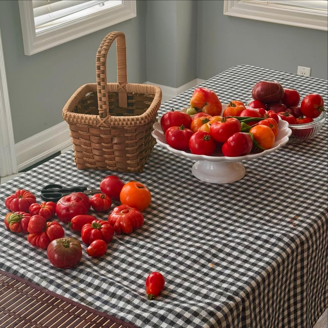 Kuvanje paradajza, recept