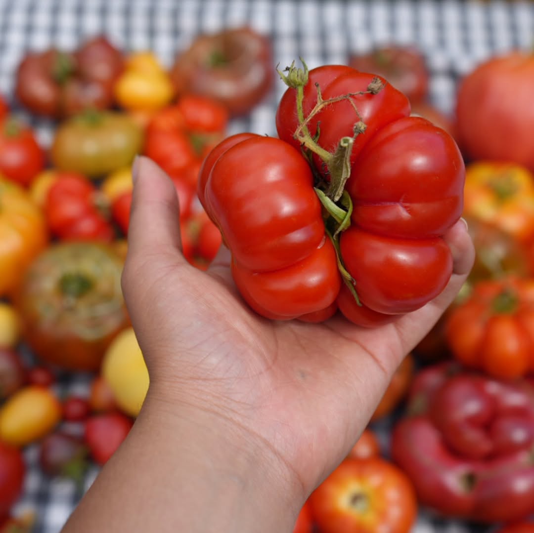 Izbor i priprema paradajza za kuvanje
