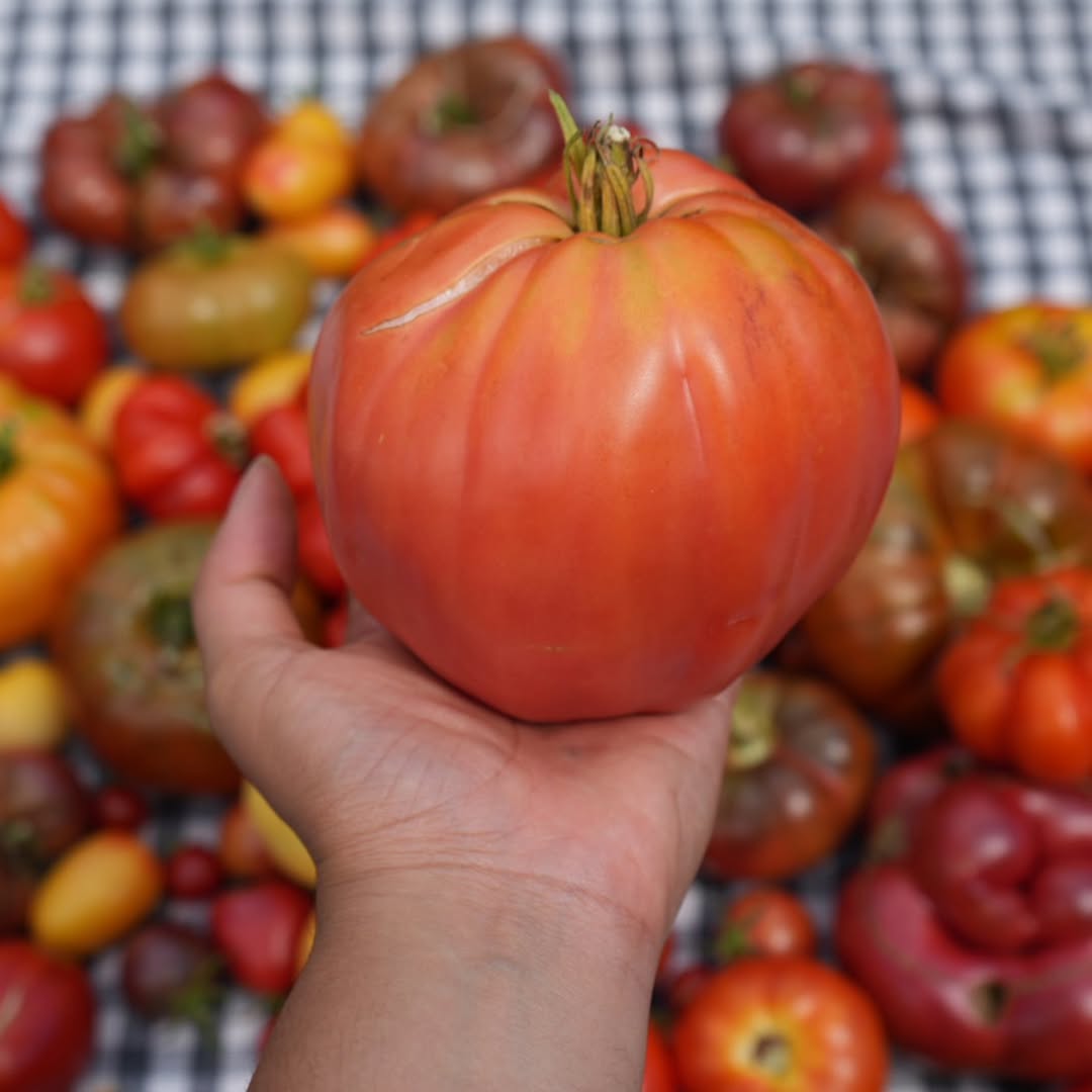 Izbor i priprema paradajza za kuvanje
